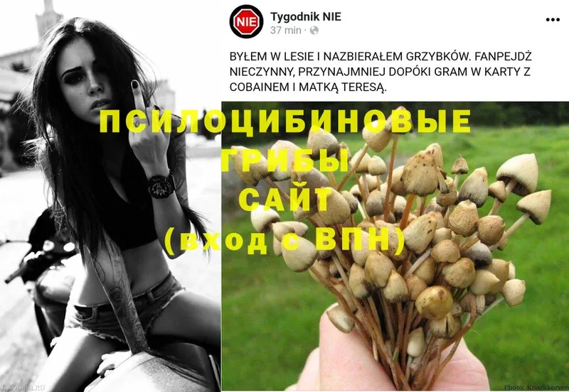 Галлюциногенные грибы Psilocybine cubensis  купить наркотики цена  Ялта 